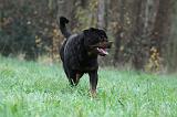 ROTTWEILER 449